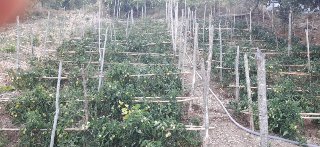 Agriturismo Gli Antichi Sapori - Con Stazione Di Ricarica Veicoli Elettrici Vatolla Exterior foto